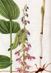 Vegetazione spontanea Epipactis latifolia
